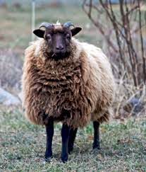 type de laine Shetland