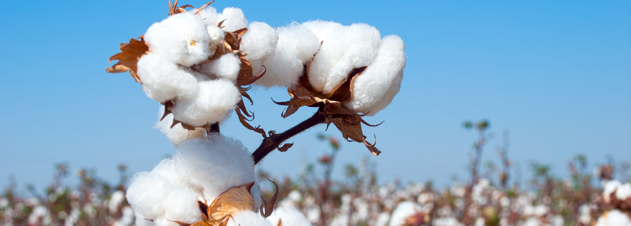 Label GOTS coton, soie: définition, avantages et où acheter des produits certifiés